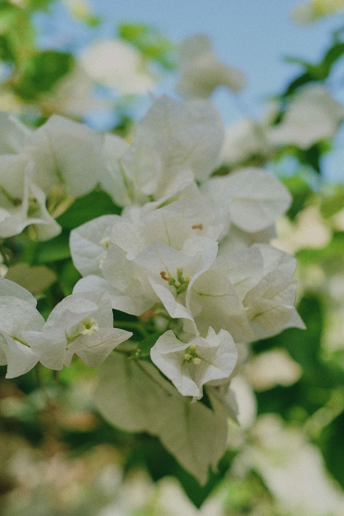 Safed bougainvillea ke paper jaisi bracts, cluster mein khile hue
