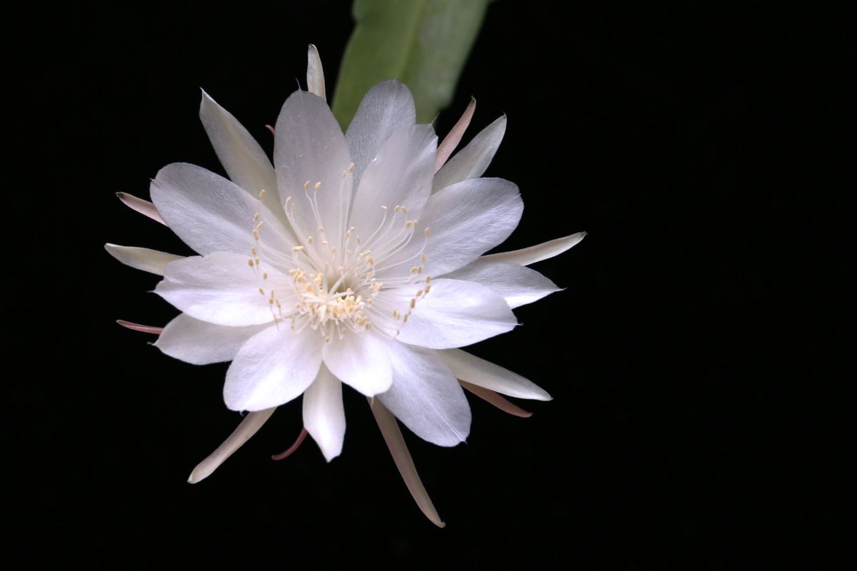 Safed Brahma Kamal (Queen of the Night) ka phool andhere background mein khila hua, peele stamens ke saath