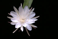 Safed Brahma Kamal (Queen of the Night) ka phool andhere background mein khila hua, peele stamens ke saath
