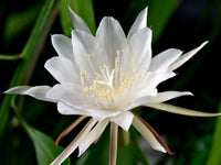Safed Brahma Kamal ka phool hare patto ke background mein, poori tarah khila hua