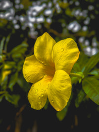 Golden yellow trumpet-shaped allamanda phool, paani ki bunden petals par