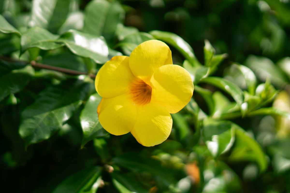 Doosra angle - ek hi golden-yellow trumpet allamanda phool, hari patti background