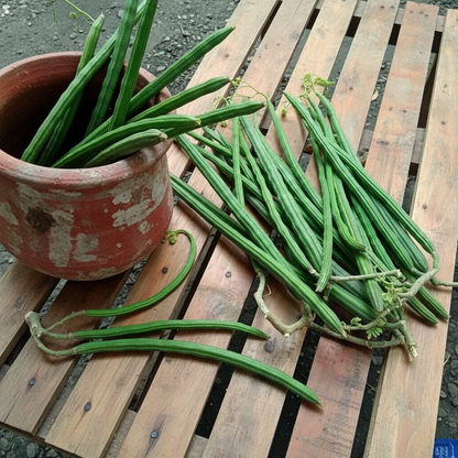 Moringa Drumstick Seeds