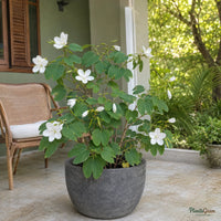 Bauhinia (Dwarf White) - Bauhinia acuminata