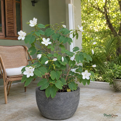 Bauhinia (Dwarf White) - Bauhinia acuminata