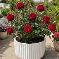 Rose (Gladiator) - Rosa gladiator