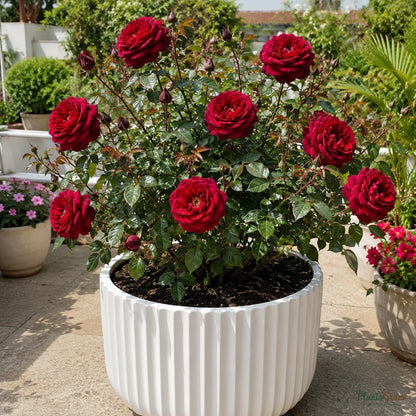Rose (Gladiator) - Rosa gladiator