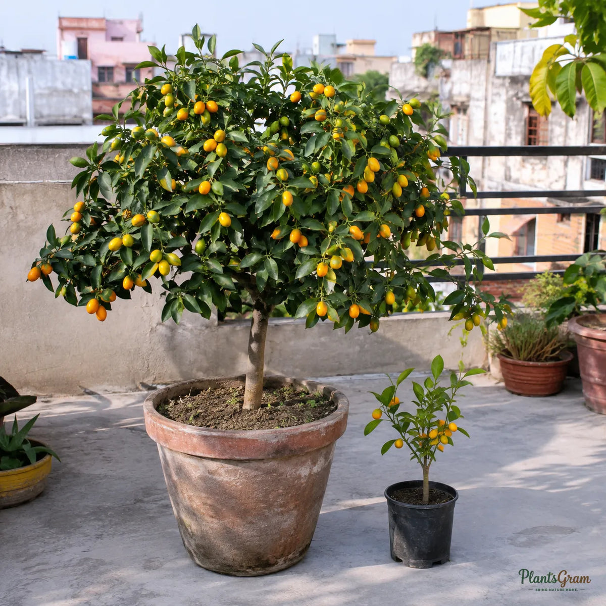Sweet Lemon / Kumquat (Grafted)