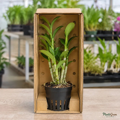 Dendrobium Orchid (Purple) - Dendrobium Hybrid