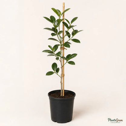 Strawberry Guava (Psidium cattleyanum)