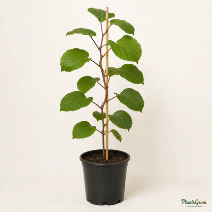 Kiwi (Male, Pollinator) - Fruit Plant
