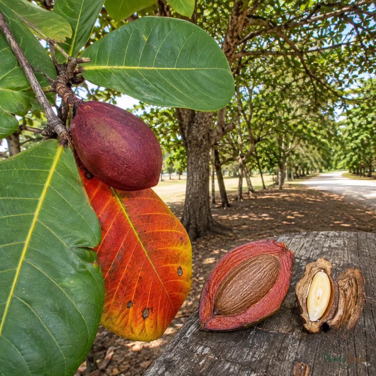 Indian Almond (Terminalia catappa) - Avenue Tree
