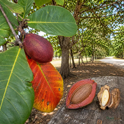 Indian Almond (Terminalia catappa) - Avenue Tree