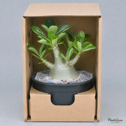 Adenium (Baby Pink) - Adenium obesum
