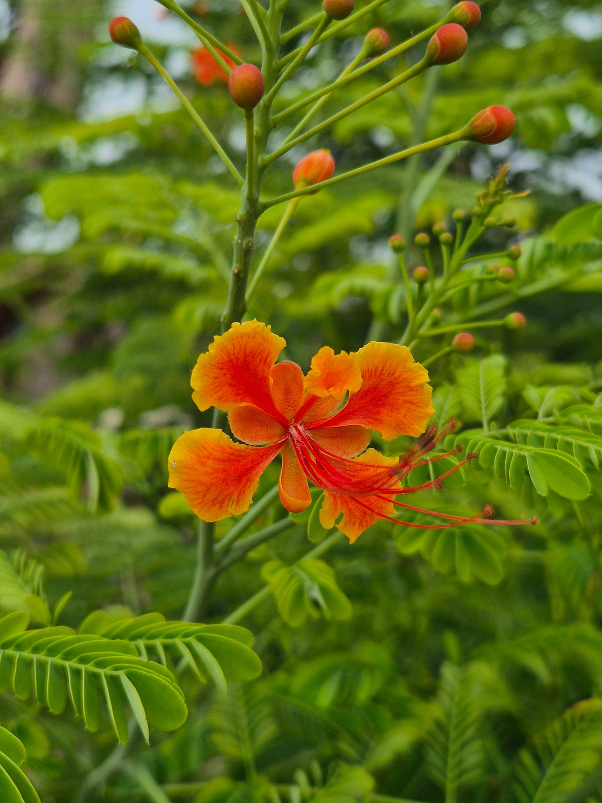 Caesalpinia pulcherrima ka orange-red peacock flower, lambe laal stamens ke saath