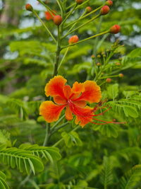 Caesalpinia pulcherrima ka orange-red peacock flower, lambe laal stamens ke saath