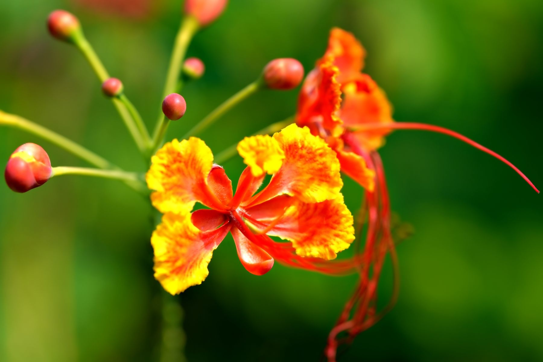 Peacock flower close-up, yellow-orange frilly petals aur red center