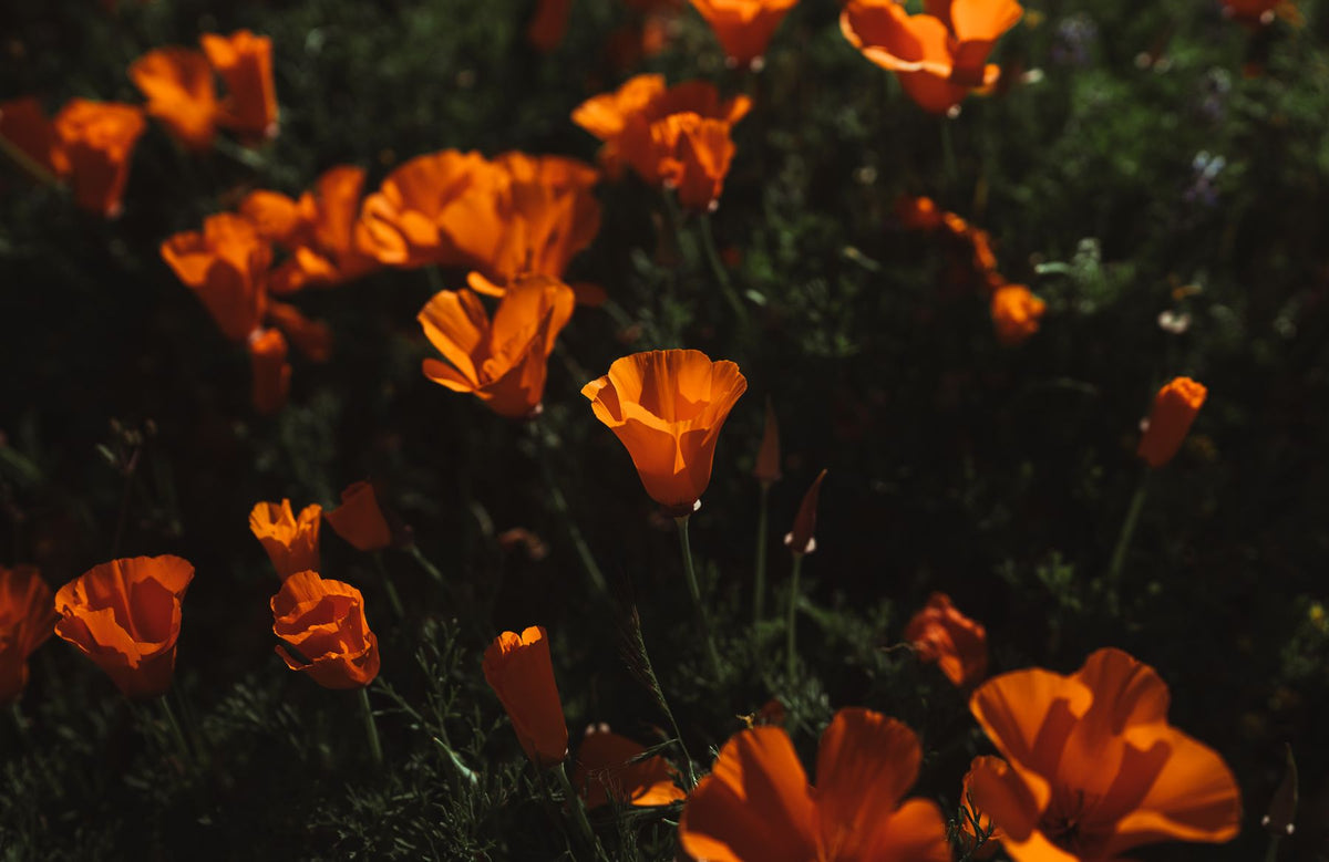 California poppy (Eschscholzia californica) ke chamkeele orange phool khilte hue