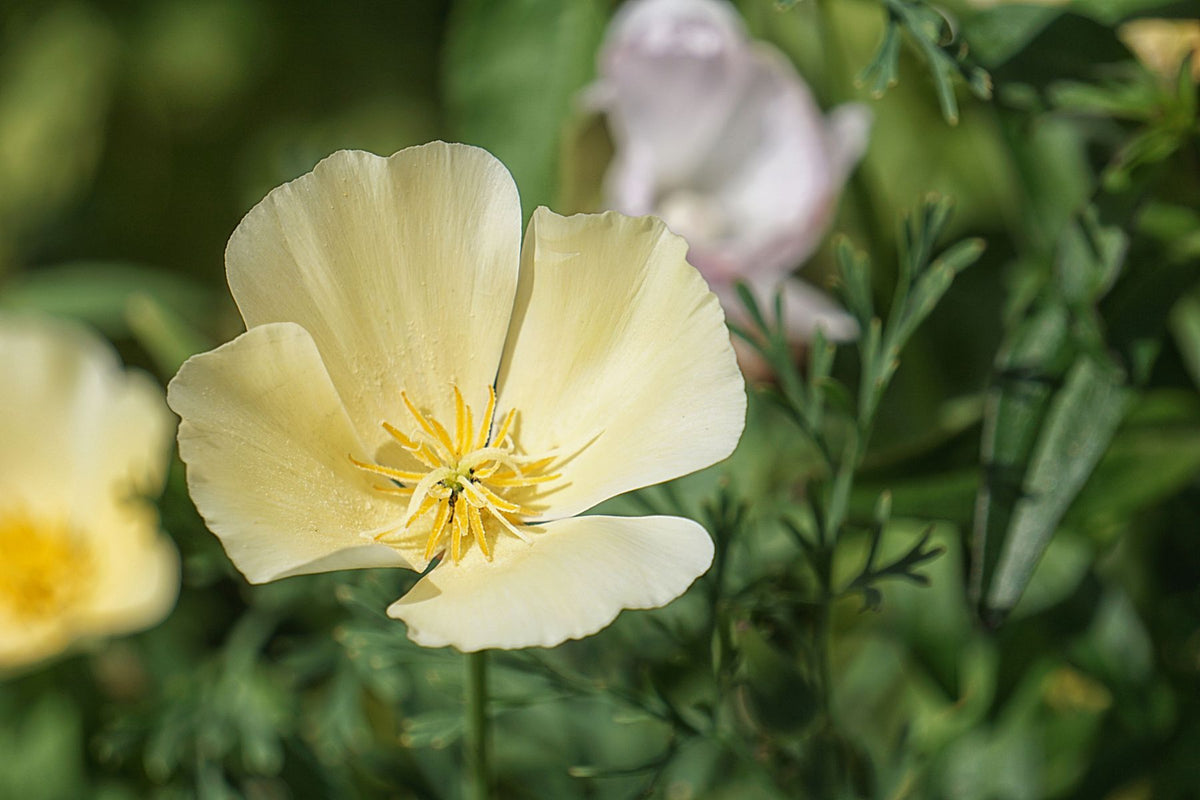 Eschscholzia californica (California poppy) ka peela phool bagh mein khila hua