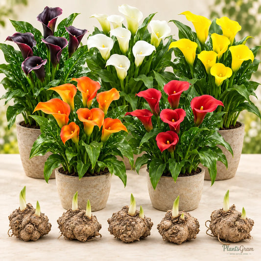 Calla Lily Mix Colour Flower Bulbs – Pack of 5 & 10