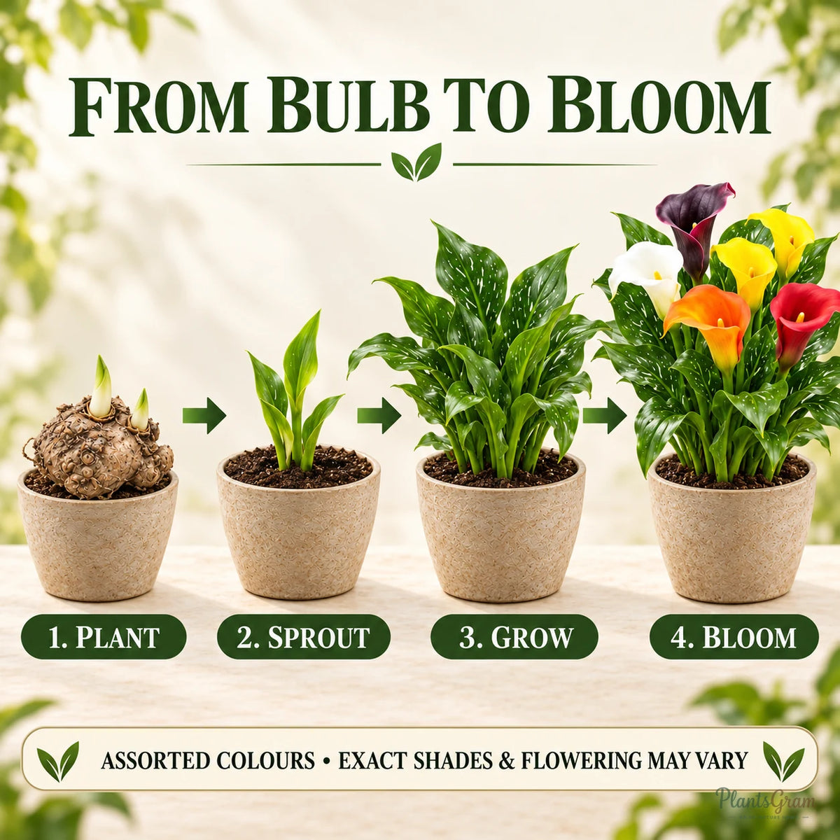 Calla Lily Mix Colour Flower Bulbs – Pack of 5 & 10 — photo 7
