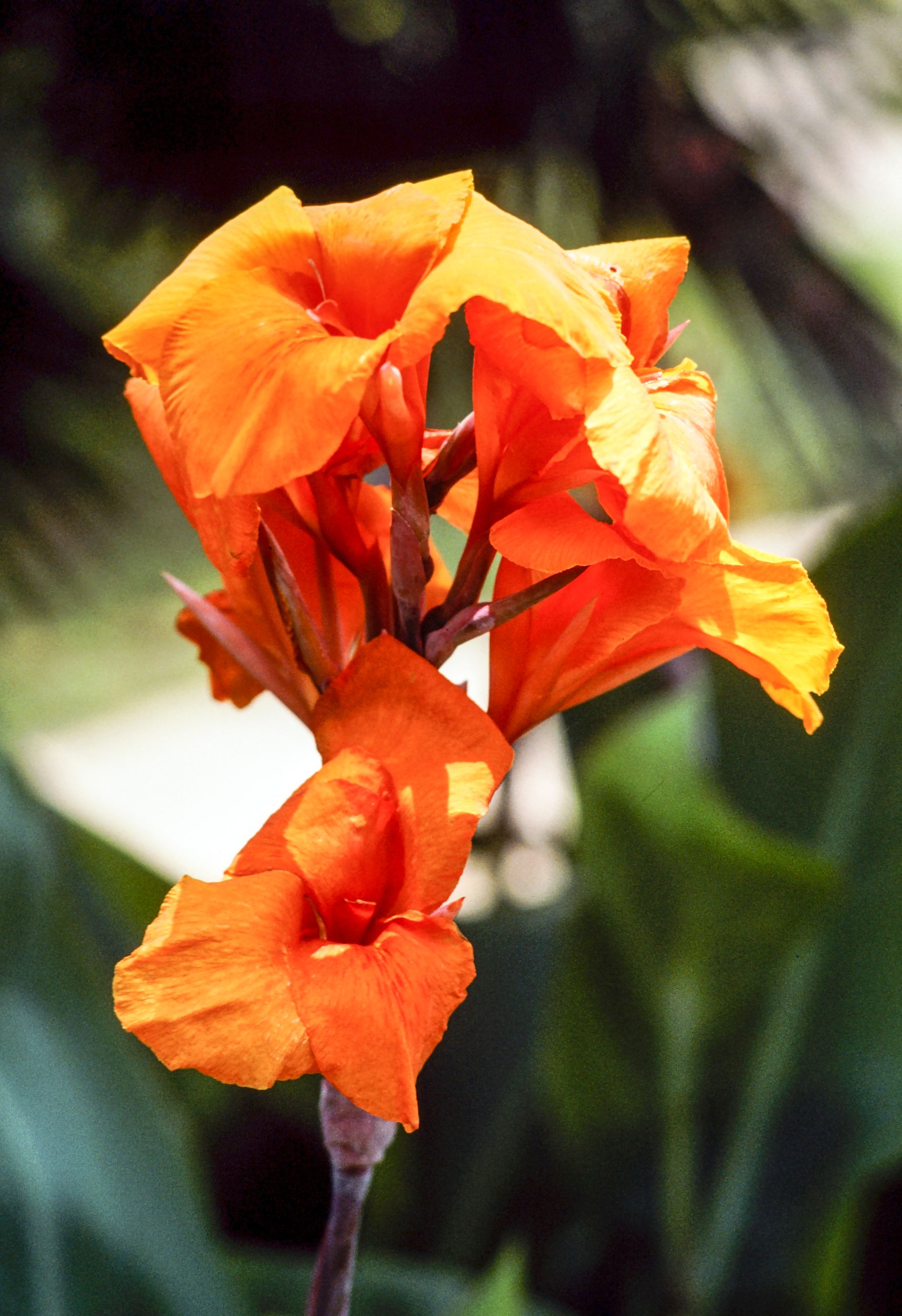 Canna Dwarf Orange — orange rang ke canna lily phool, muड़e hue petals ke saath