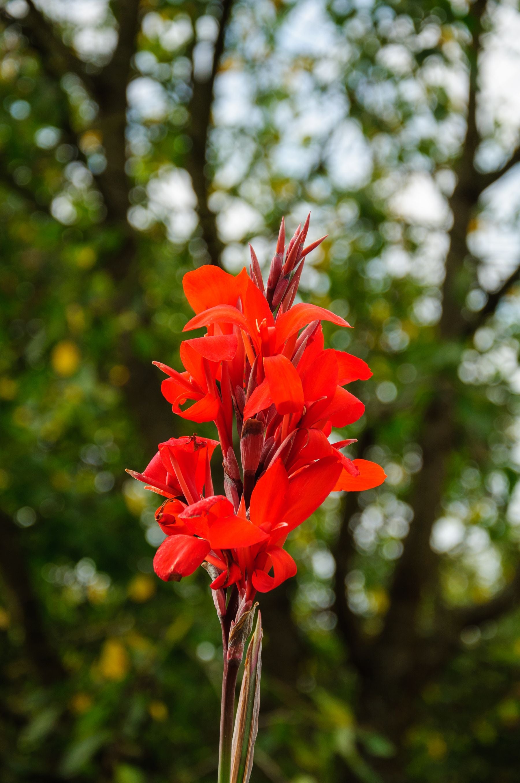 Canna Dwarf Red — lal rang ka canna lily phool khile hue, hara background