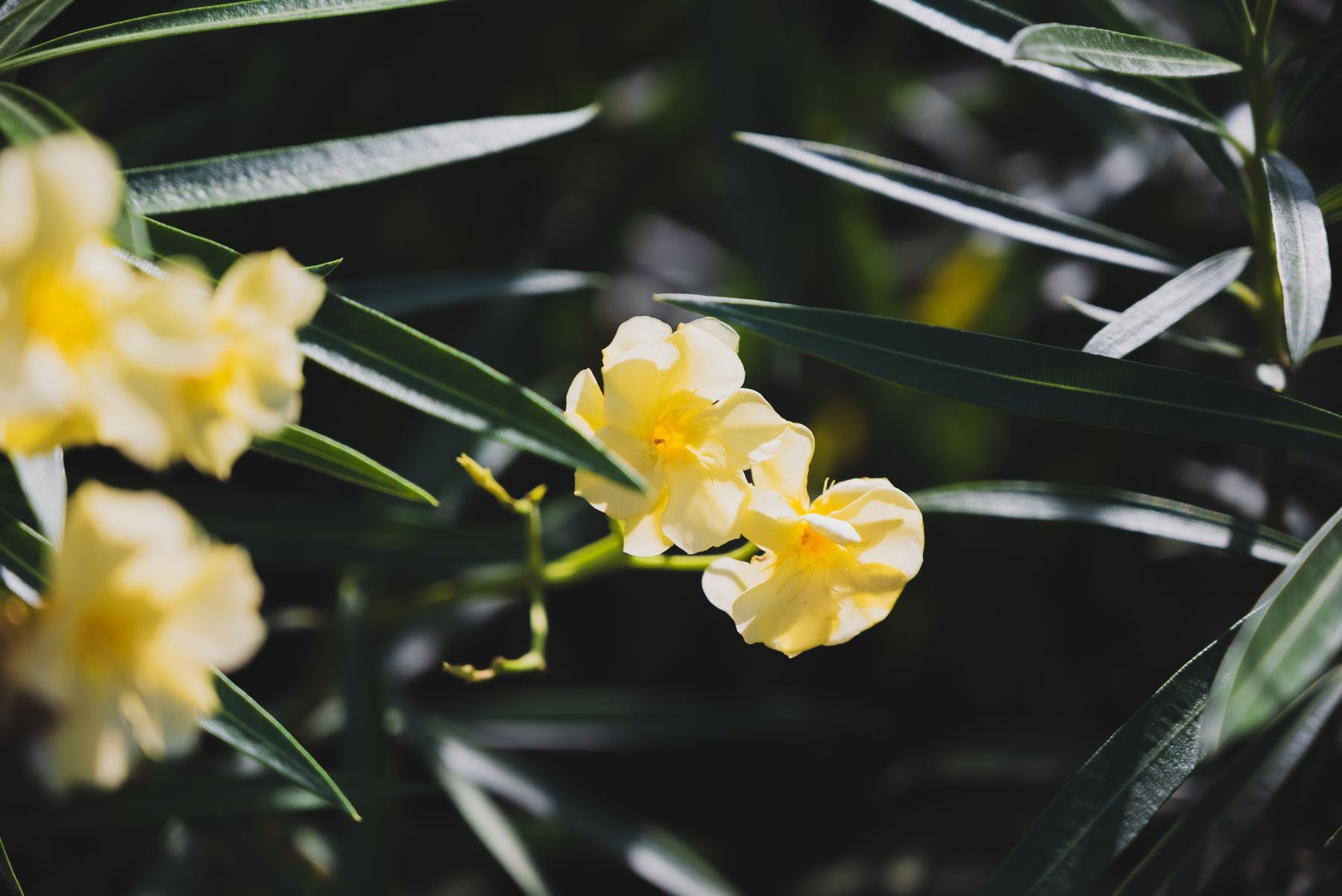 Peela Kaner (yellow oleander) ke peele phool patti-jaisi hari pattiyon ke beech