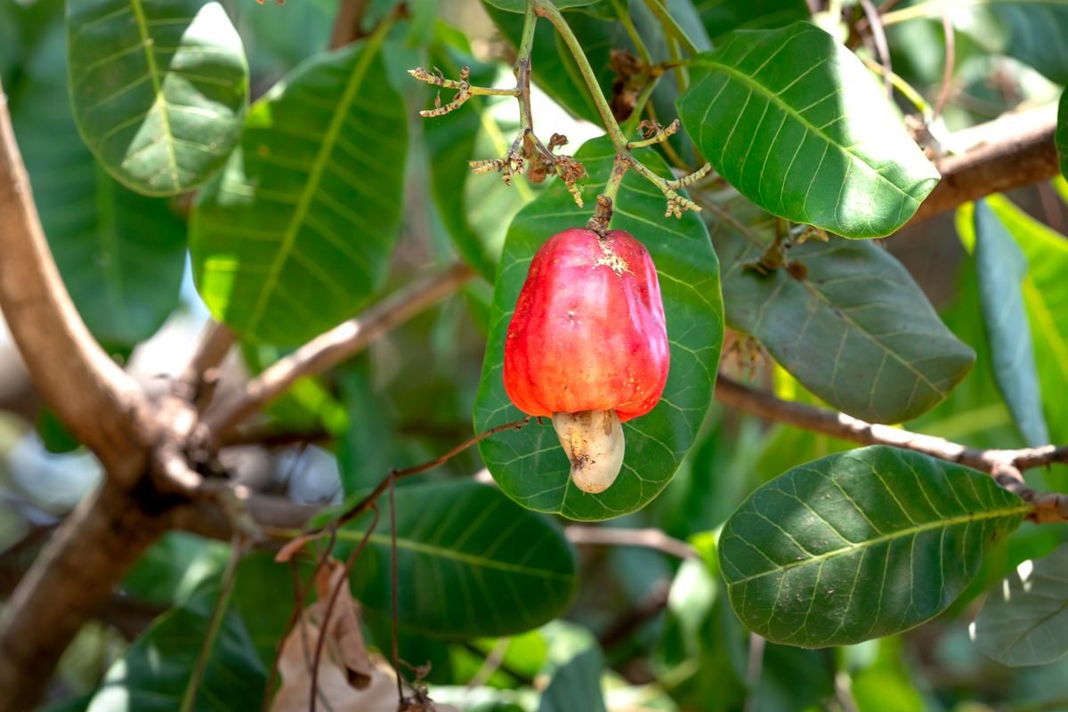 Pakka laal cashew apple (fruit) neeche latakte hue asli cashew nut ke saath, ped ki patti par