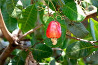 Pakka laal cashew apple (fruit) neeche latakte hue asli cashew nut ke saath, ped ki patti par