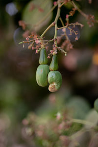 Hare kacche cashew apples ped ki daali par, nut ka shape neeche dikhte hue