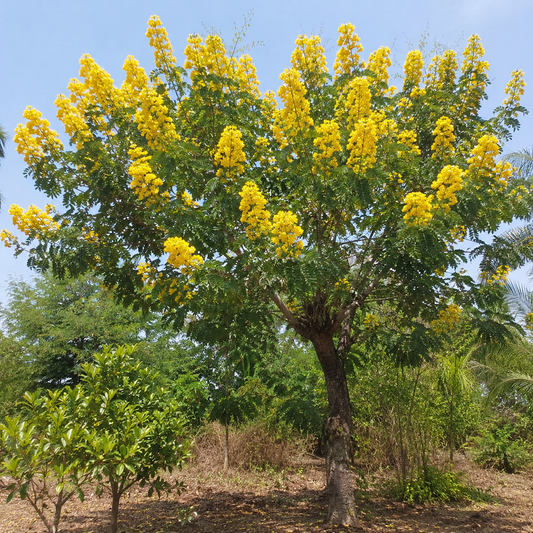 Cassia Siamea Kassod yellow flowering tree - exact user supplied photo