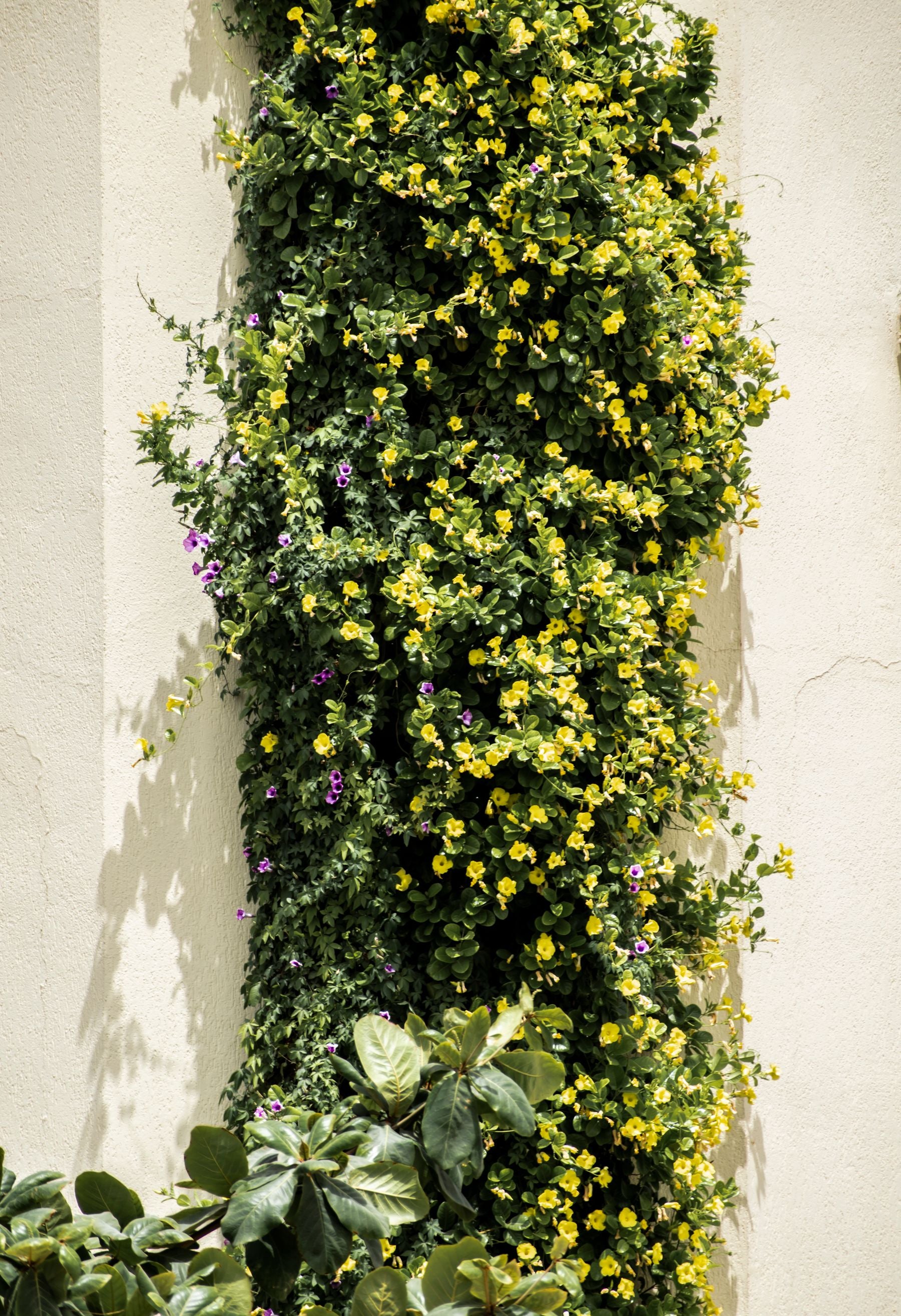 Deewar par phaili cat's claw creeper vine, chhote golden-yellow trumpet phoolon ke saath