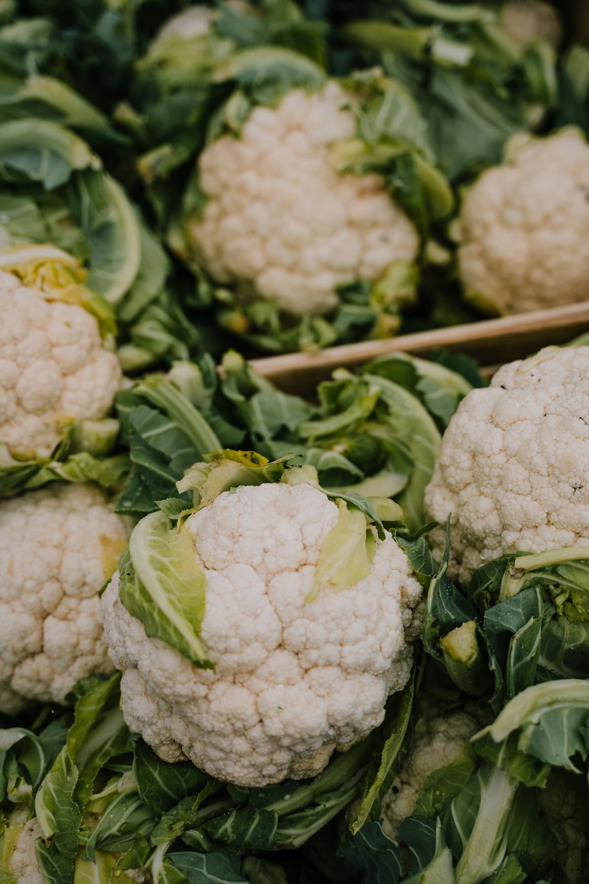 Taza phool gobi (cauliflower) ke safed sar, hare pattpon ke saath crate mein rakhe hue