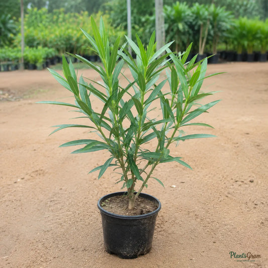 Nerium (Red Single) - Nerium oleander