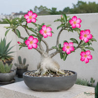 Adenium (Baby Pink) - Adenium obesum