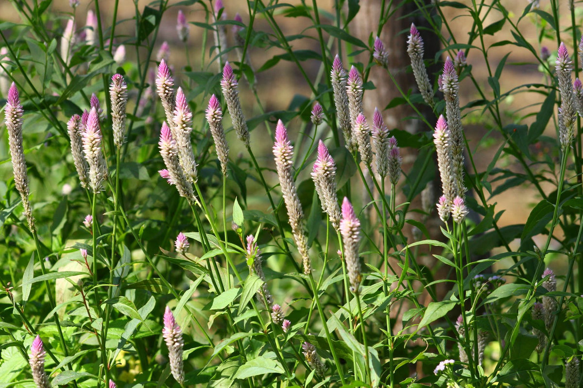 Celosia plumosa ke ghane paudhe, gulabi-cream pankh jaisi (feathery) flower spikes ke saath bagiche mein