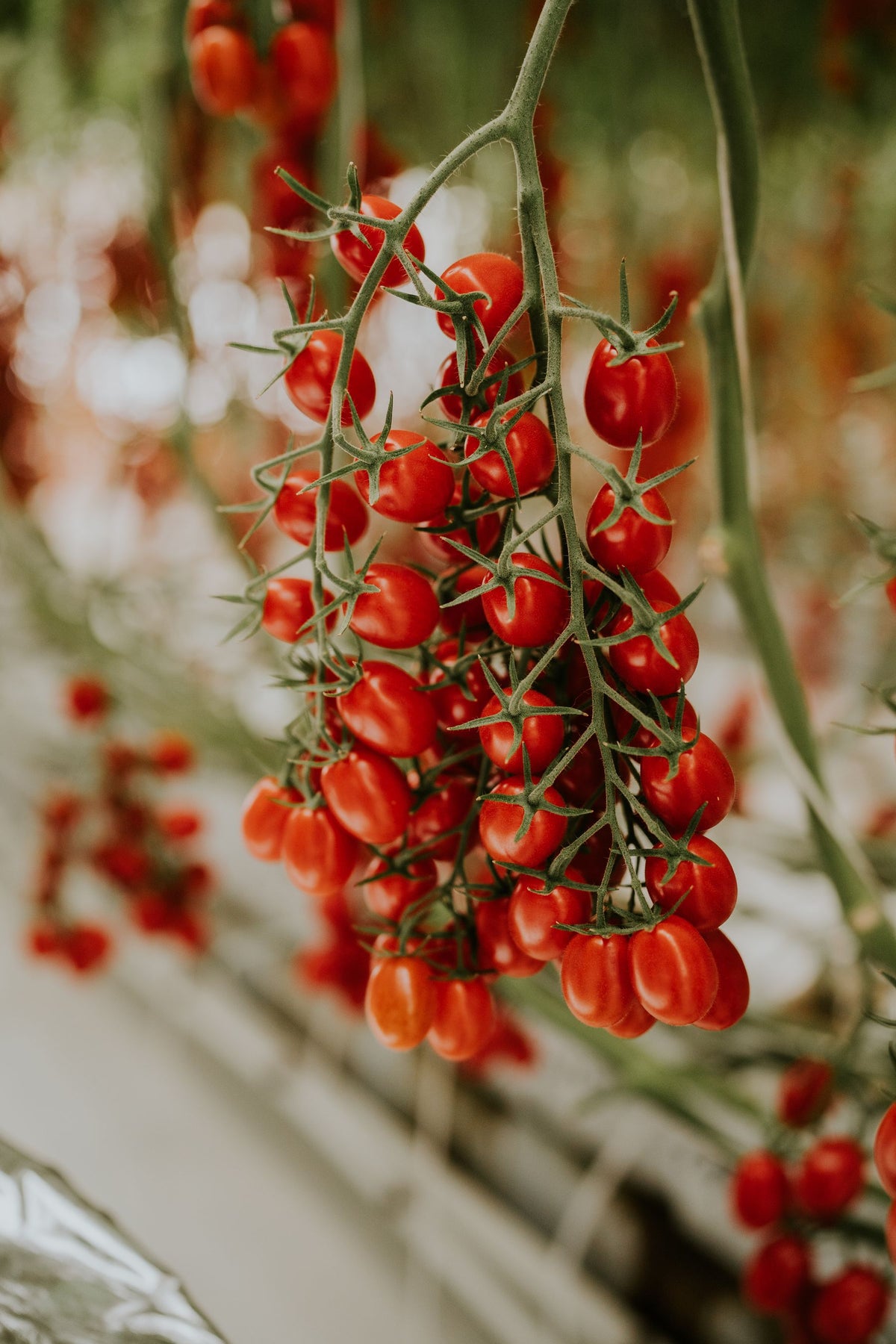 Cherry tomato ka bunch lataon (vine) par latka hua, greenhouse me pakke laal tamatar
