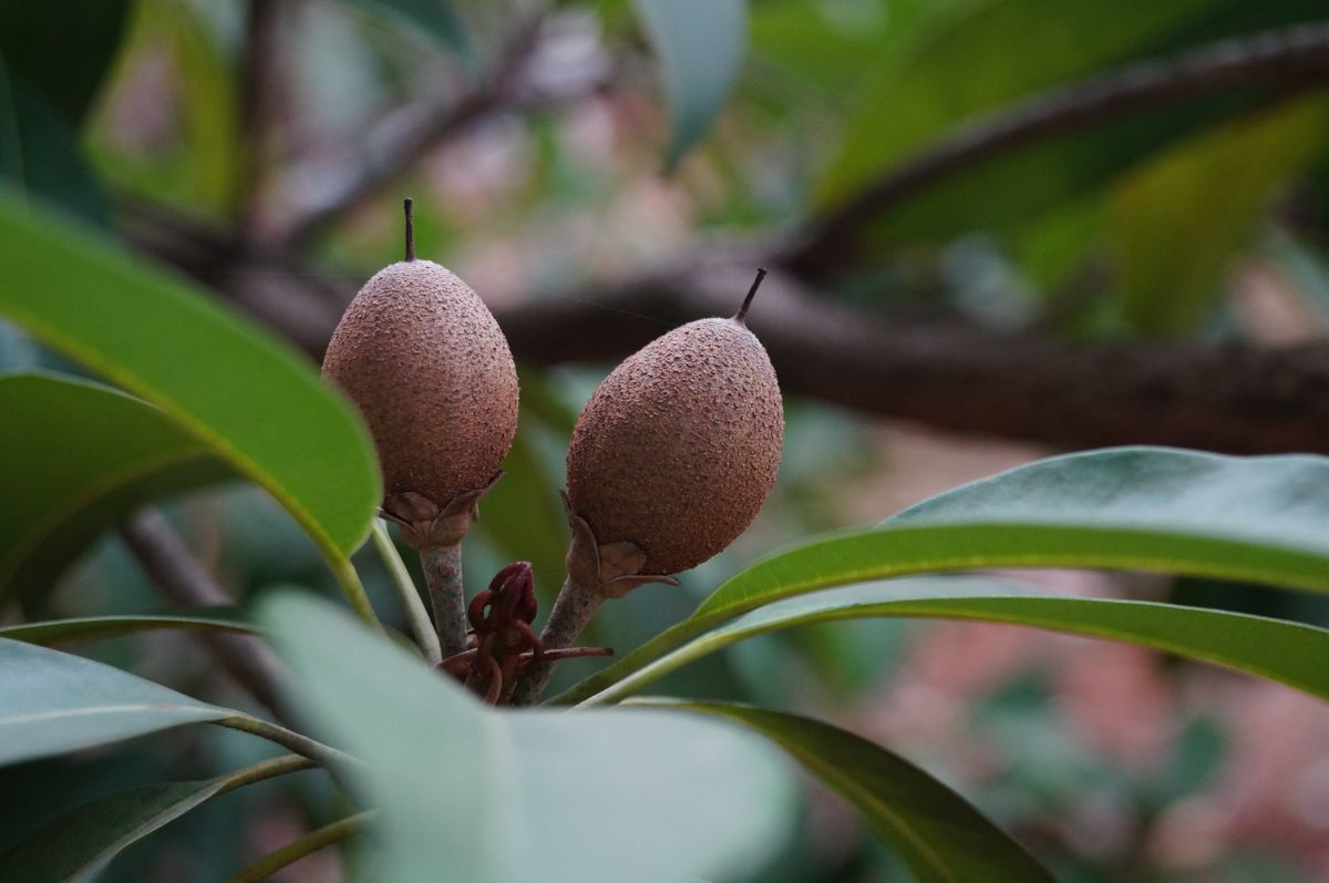 Chikoo/Sapota (Manilkara zapota) ke do brown, oval-shaped pake hue fruits ped ki daal par latke hue, lance-shaped patton ke beech