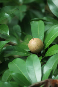 Ek akela round-oval, rough-skinned brown Chikoo/Sapota fruit ped ki daal aur patton ke beech close-up mein