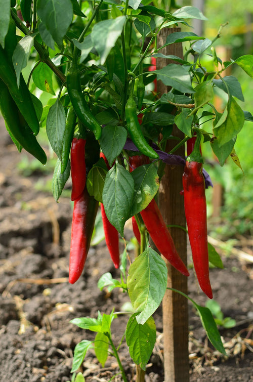 Lal aur hari mirchi paudhe par lagi hui - achaar wali mirchi jaisi lambi cultivar (generic red chili, exact achari cultivar confirm nahi)