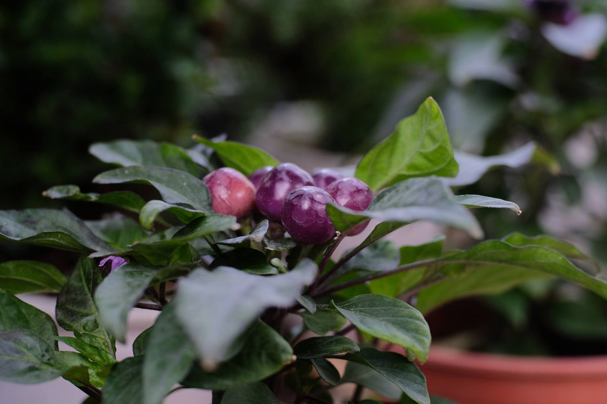 Ornamental chilli plant with black-purple round peppers on green leaves — cultivar closest visual match to 'black purple' chilli