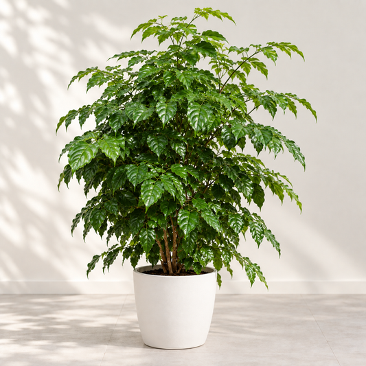 Side view of a lush China Doll plant with glossy green foliage
