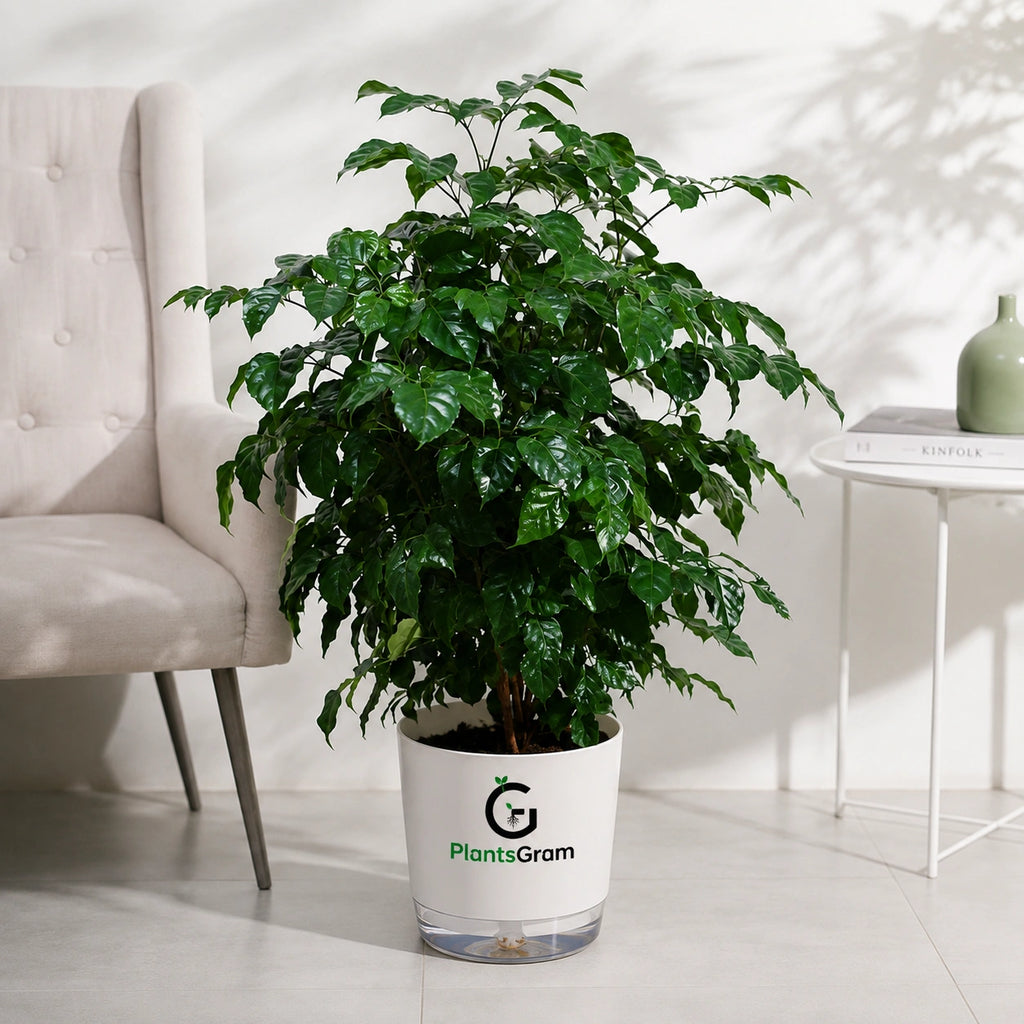 China Doll Plant (Radermachera sinica) - Live Indoor Air Purifying Plant | PlantsGram