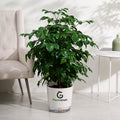 China Doll Plant (Radermachera sinica) - Live Indoor Air Purifying Plant | PlantsGram