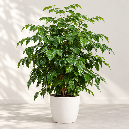 Bushy China Doll plant (Radermachera sinica) displayed in a white decorative planter