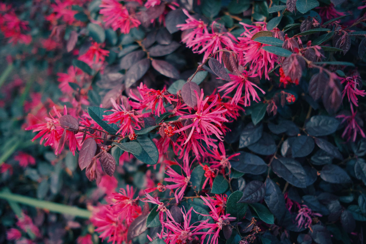 Loropetalum ke hot pink ribbon-jaise fringe phool dark maroon pattiyon ke saath
