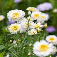 Chrysanthemum Double Mixed Color Flower Seeds