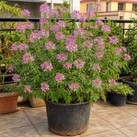 Realistic Cleome Spinosa Rose Queen flowers in a weathered black plastic pot on an Indian balcony