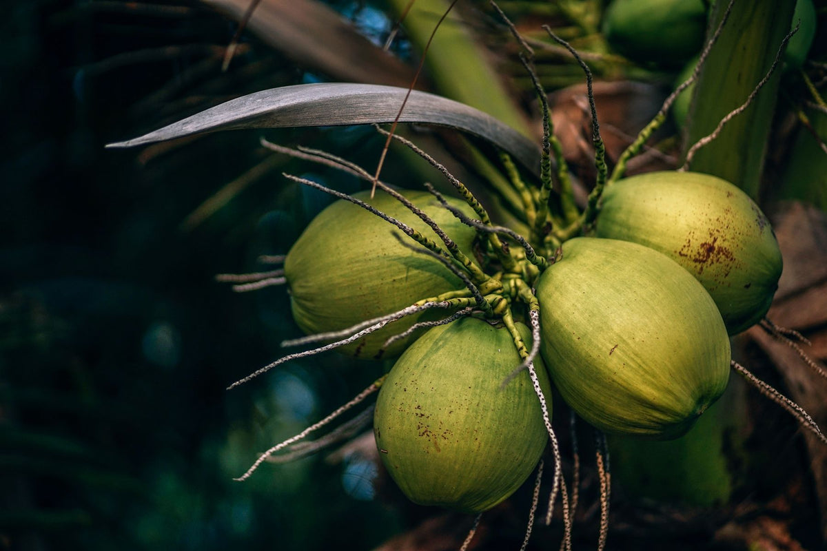 Nariyal ke ped par latke hue hare nariyal (coconuts) ka cluster, close-up shot